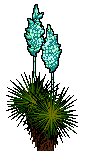 yucca